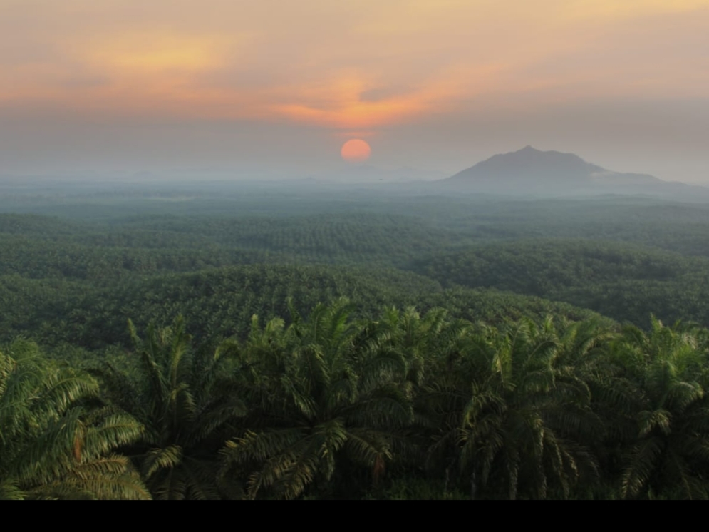 PT. AAL Akan Penuhi Panggilan Kejati Sulteng