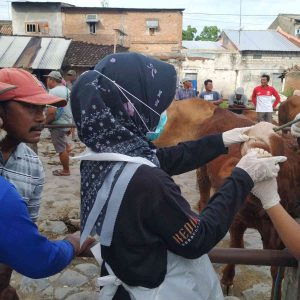 Pasar Hewan Ditutup, Pemkab Kediri Intensifkan Pengobatan PMK Pasar Hewan Ditutup, Pemkab Kediri Intensifkan Pengobatan PMK