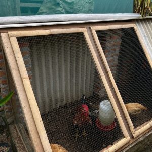 Di Bojonegoro,Tingkatkan Kesejahteraan Warganya Melalui Program Ayam Petelur Di Bojonegoro,Tingkatkan Kesejahteraan Warganya Melalui Program Ayam Petelur