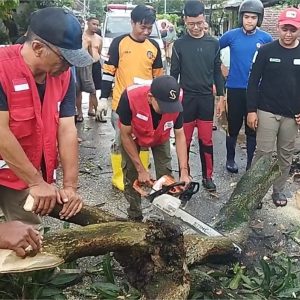Angin Ribut Lewat Mojokerto:  Pohon Bertumbangn Timpa Rumah dan Mobil