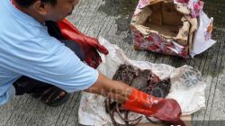 Pernyataan Sikap  DPP PPDI Merah Putih atas Kasus Teror Terhadap Tempo Media