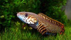 Kenali Kebiasaan dan Habitat Ikan Gabus Sebelum Mulai Memelihara