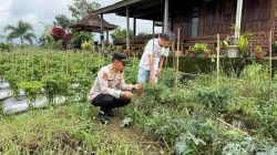 Sukseskan Ketahanan Pangan, Kapolsek Licin Tinjau Budidaya Cabai di Desa Segobang
