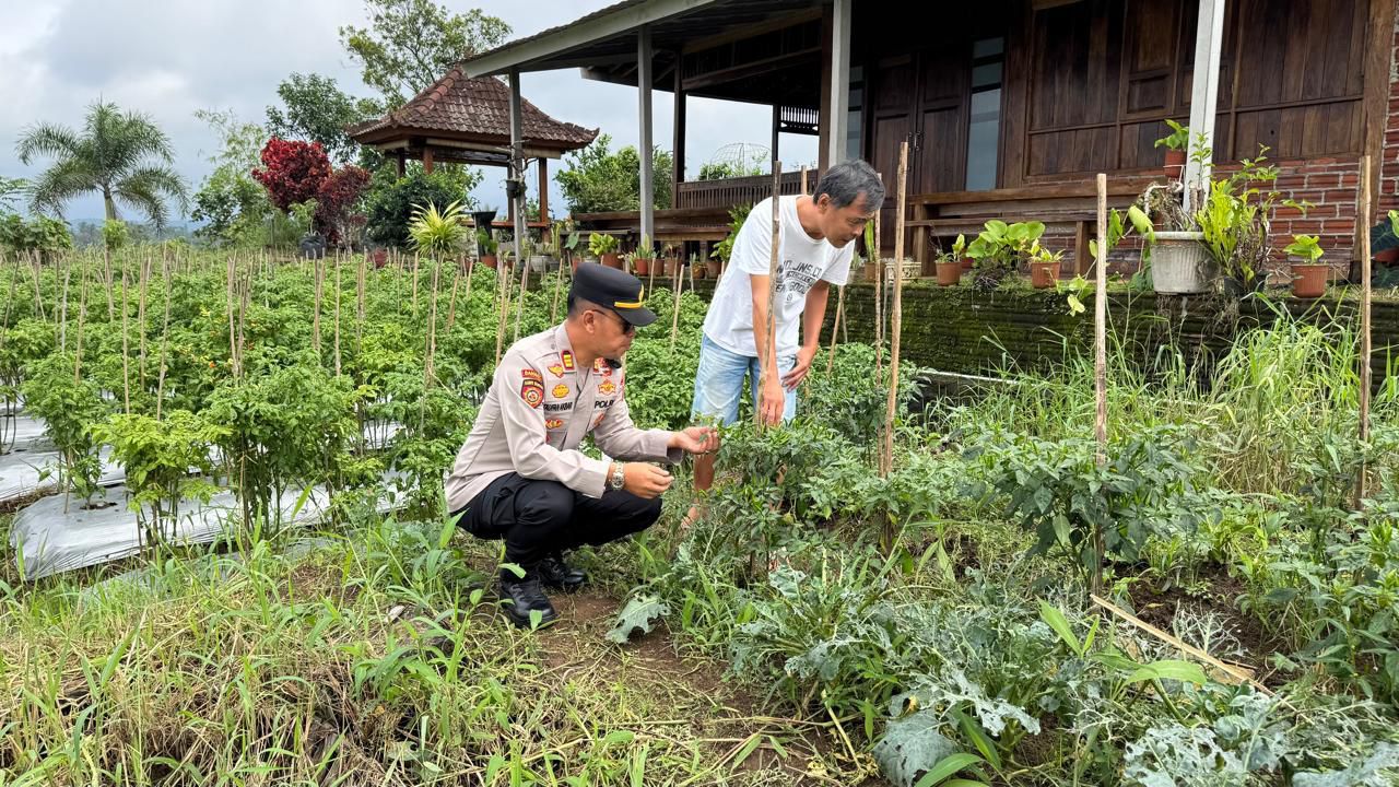 Sukseskan Ketahanan Pangan, Kapolsek Licin Tinjau Budidaya Cabai di Desa Segobang