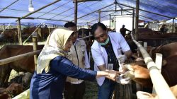 Tak Mau Kecolongan, DKPP Surabaya Cek Ulang Kesehatan Hewan Kurban di Lapak Pedagang