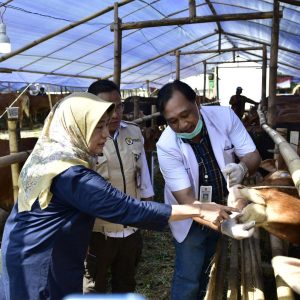 Tak Mau Kecolongan, DKPP Surabaya Cek Ulang Kesehatan Hewan Kurban di Lapak Pedagang Tak Mau Kecolongan, DKPP Surabaya Cek Ulang Kesehatan Hewan Kurban di Lapak Pedagang