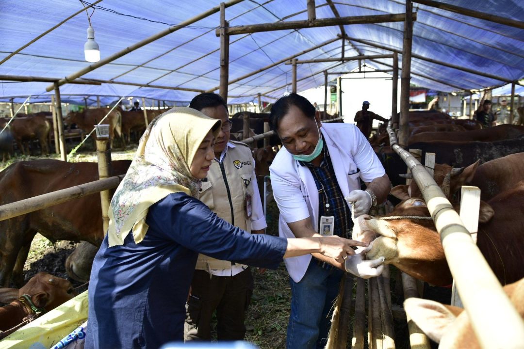 Tak Mau Kecolongan, DKPP Surabaya Cek Ulang Kesehatan Hewan Kurban di Lapak Pedagang