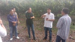 Bupati Jember Fawait dan Direktur Puslitbun Petik Kakao Di  Desa Nogosari 