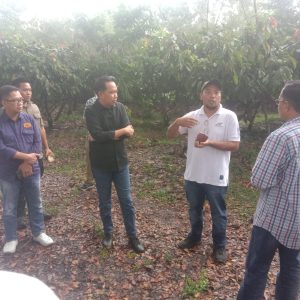 Bupati Jember Fawait dan Direktur Puslitbun Petik Kakao Di  Desa Nogosari 