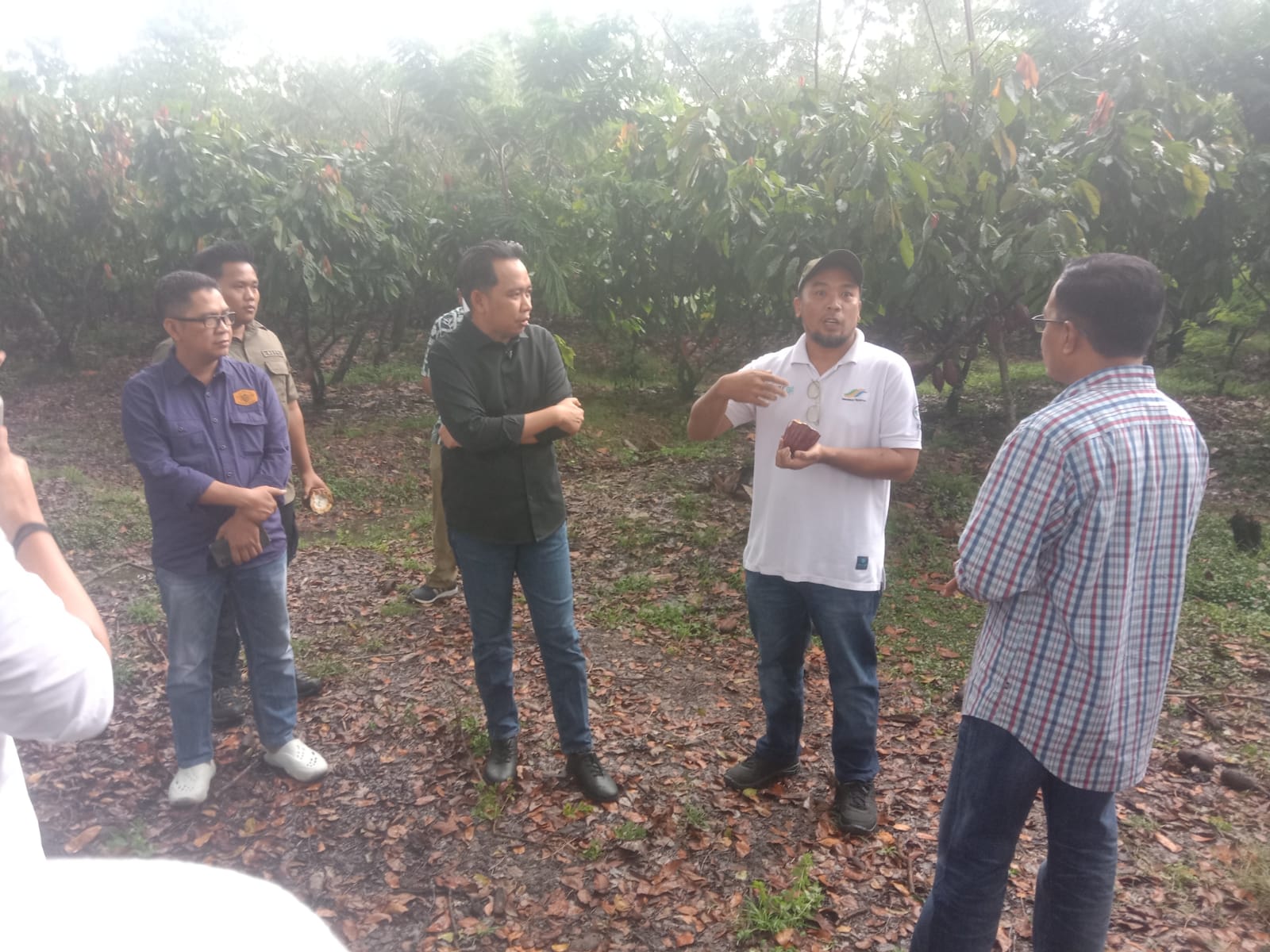Bupati Jember Fawait dan Direktur Puslitbun Petik Kakao Di  Desa Nogosari 
