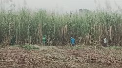 Tebang Giling Tebu  Perdana Kebun HGU Spada Nogosari Jember di Guyur Hujan