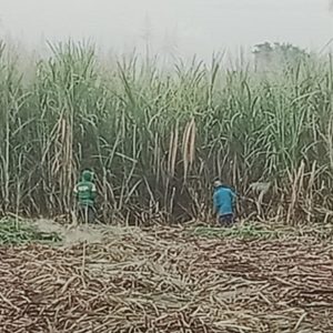 Tebang Giling Tebu  Perdana Kebun HGU Spada Nogosari Jember di Guyur Hujan