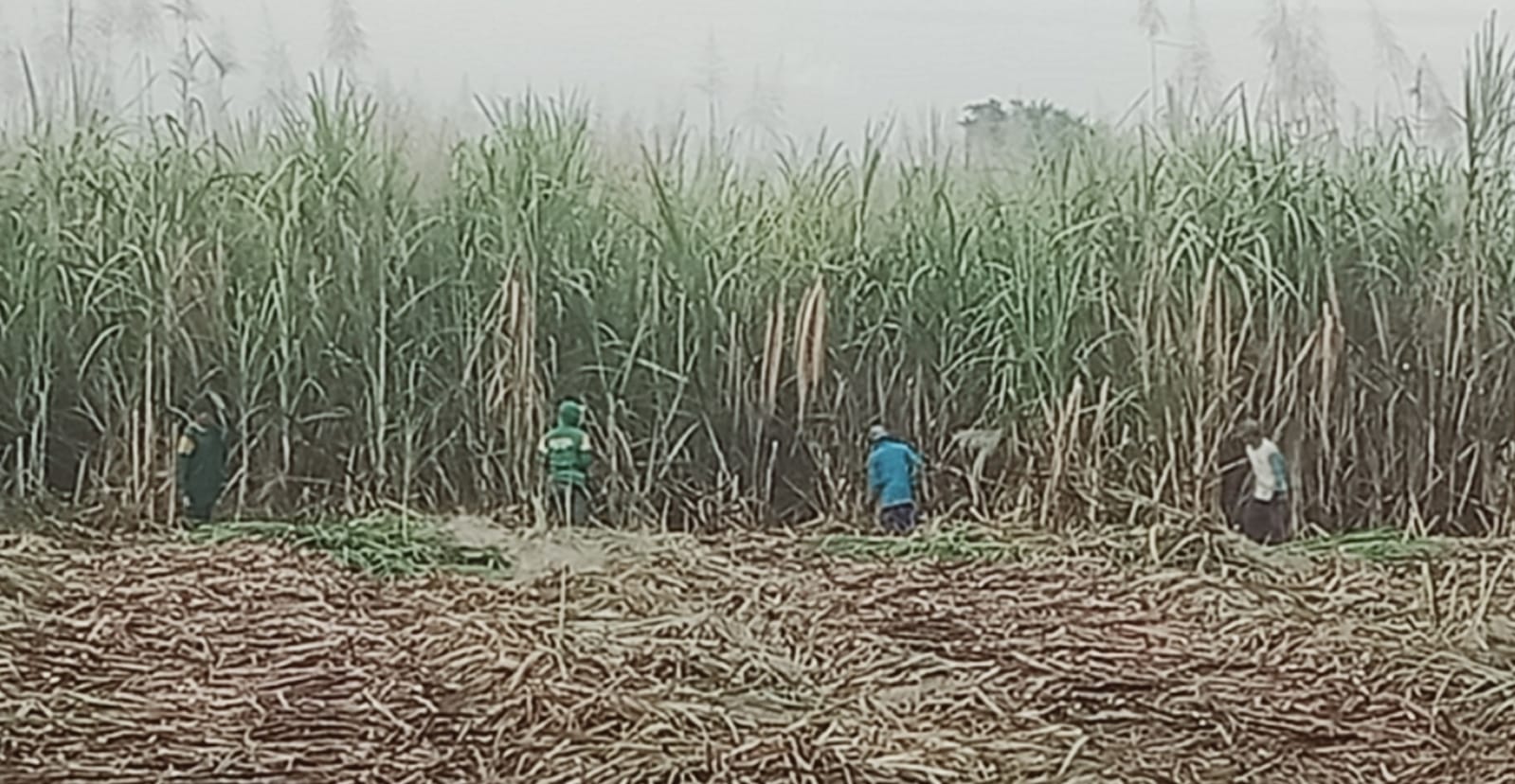 Tebang Giling Tebu  Perdana Kebun HGU Spada Nogosari Jember di Guyur Hujan