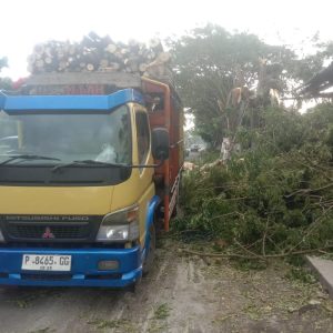 Program Wadul Gus’e di Pakai Dasar Pemotongan Kayu di Jalan Provinsi
