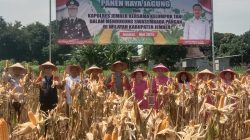 Kapolres Jember Ikut Panen Raya dan Tanam Jagung di Lojejer, Wuluhan