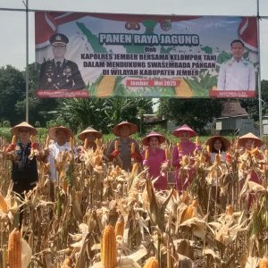 Kapolres Jember Ikut Panen Raya dan Tanam Jagung di Lojejer, Wuluhan