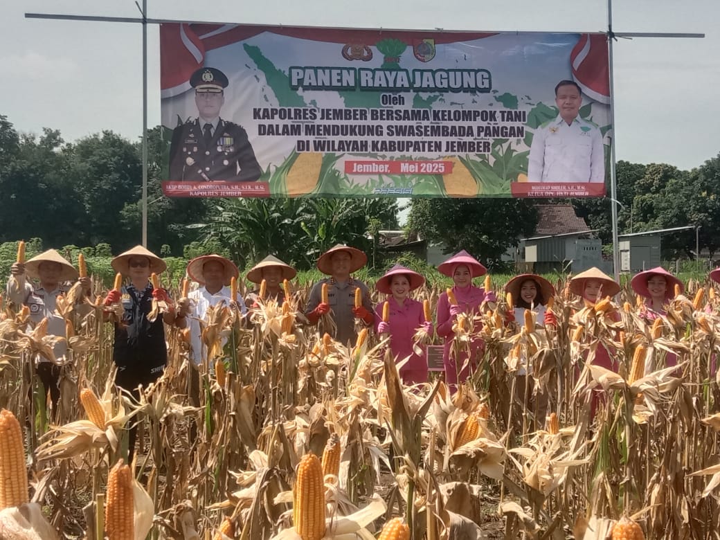 Kapolres Jember Ikut Panen Raya dan Tanam Jagung di Lojejer, Wuluhan