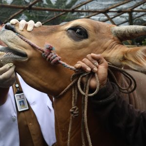 Tim DKPP Surabaya Intensif Periksa Kesehatan Hewan Kurban Tim DKPP Surabaya Intensif Periksa Kesehatan Hewan Kurban