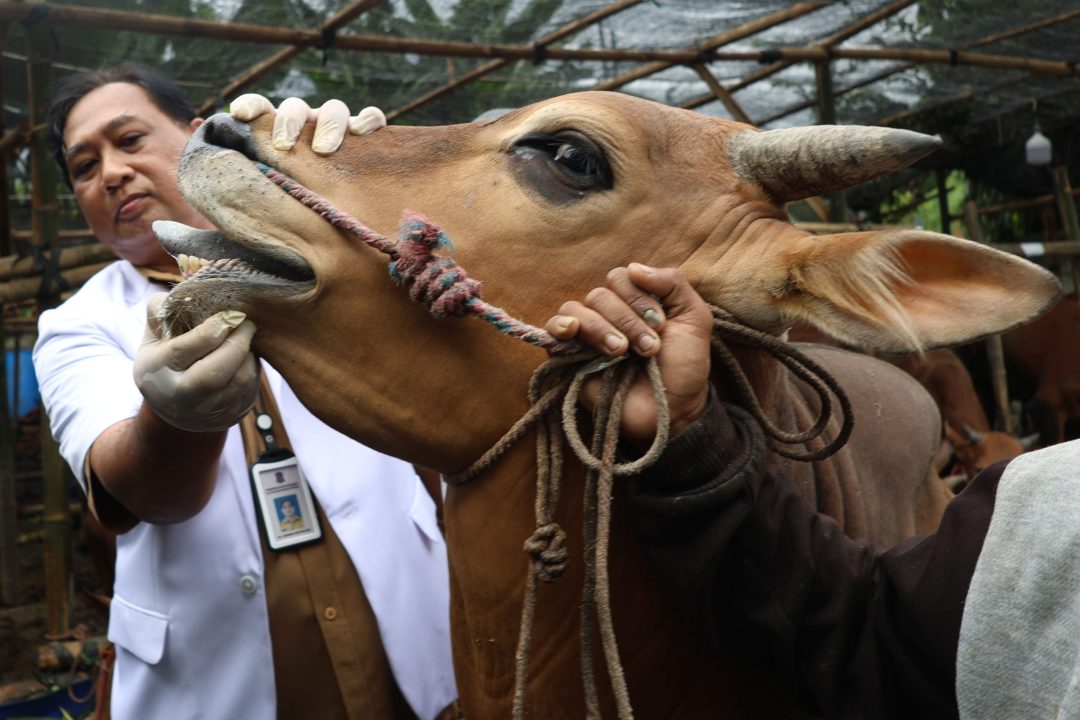 Tim DKPP Surabaya Intensif Periksa Kesehatan Hewan Kurban