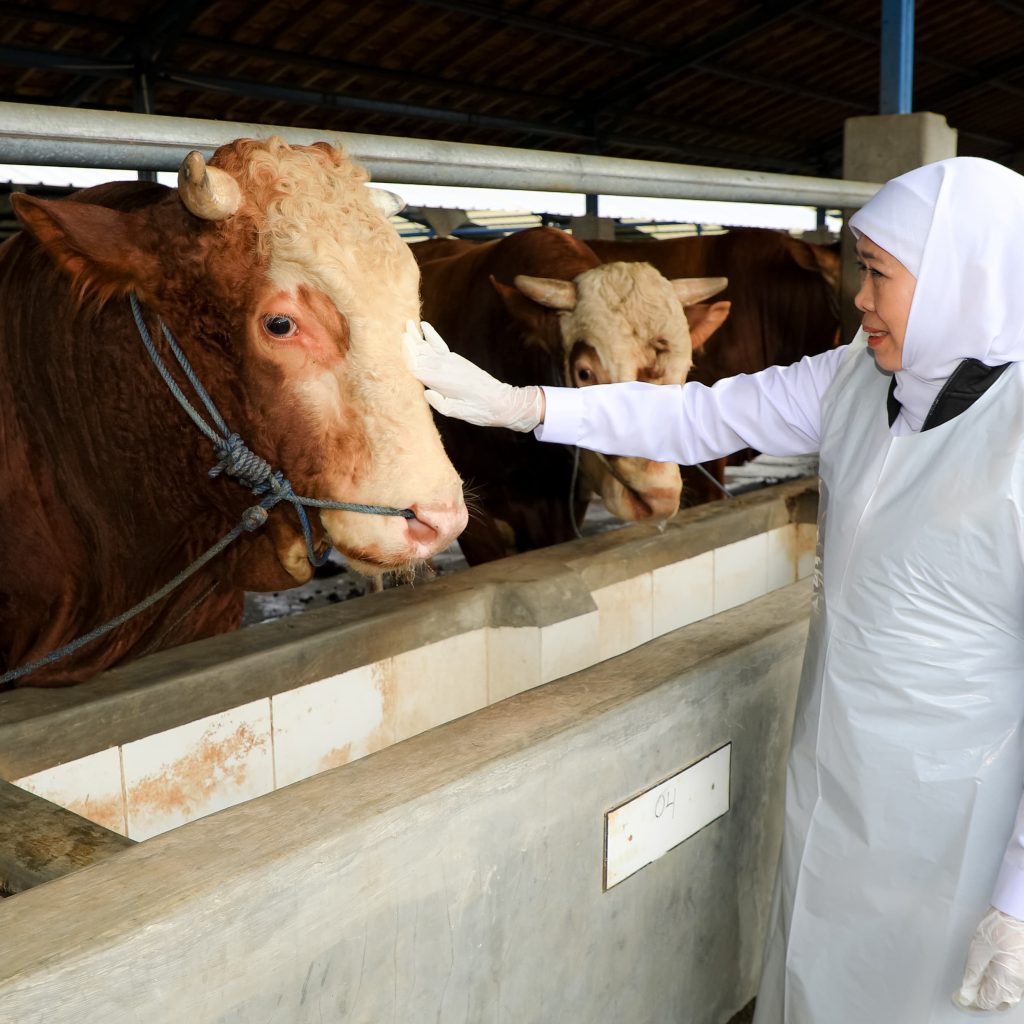Hewan Kurban Surplus, Gubernur Khofifah : Jatim Siap Suplai Untuk Provinsi Lain