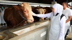 Hewan Kurban Surplus, Gubernur Khofifah : Jatim Siap Suplai Untuk Provinsi Lain