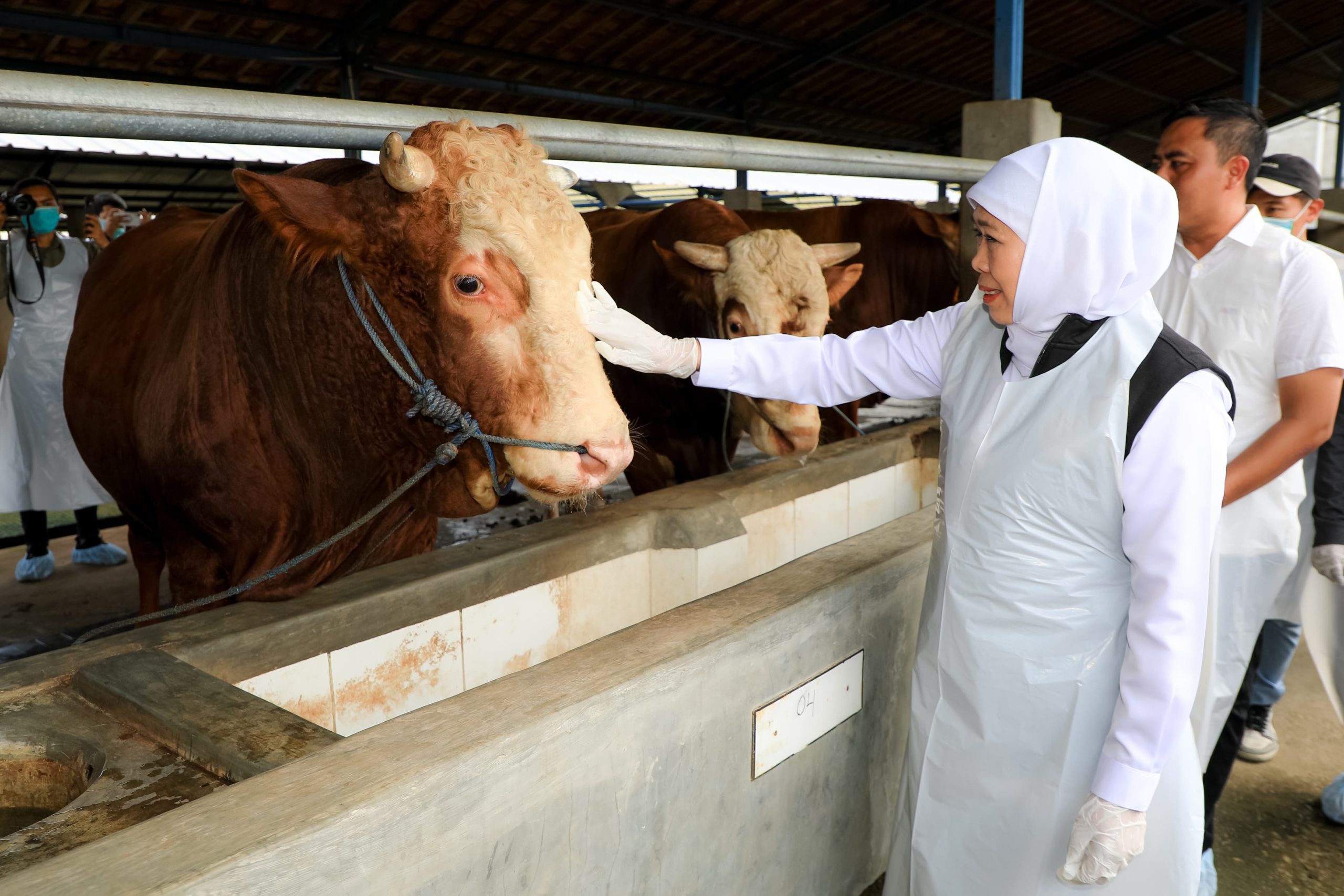 Hewan Kurban Surplus, Gubernur Khofifah : Jatim Siap Suplai Untuk Provinsi Lain