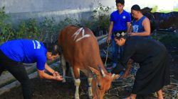Hari Raya Idul Adha, Warga Binaan Lapas Banyuwangi Laksanakan Pemotongan 17 Ekor Hewan Qurban