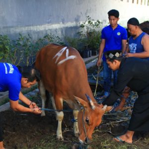 Hari Raya Idul Adha, Warga Binaan Lapas Banyuwangi Laksanakan Pemotongan 17 Ekor Hewan Qurban