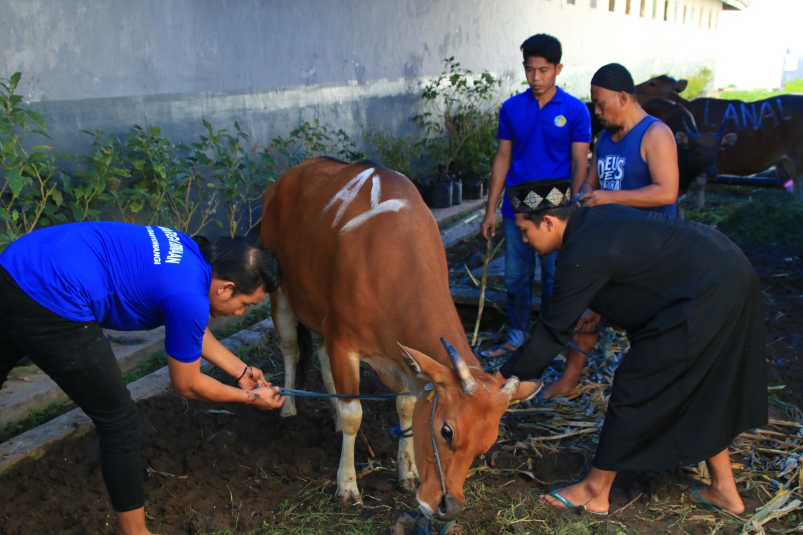 Hari Raya Idul Adha, Warga Binaan Lapas Banyuwangi Laksanakan Pemotongan 17 Ekor Hewan Qurban