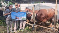 Perumda Air Minum Surya Sembada Tingkatkan Ibadah Dengan Salurkan 14 Sapi Kurban di Hari Raya Iedul Adha 1446 H