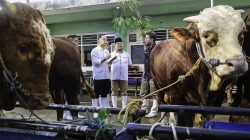 Eri Pastikan Kesehatan Hewan Kurban Presiden hingga RPH Surabaya