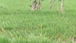 Hama Wereng Serang Hektaran Padi Warga Desa Nogosari Jember