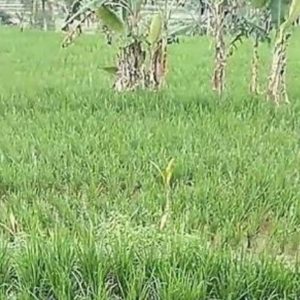 Hama Wereng Serang Hektaran Padi Warga Desa Nogosari Jember