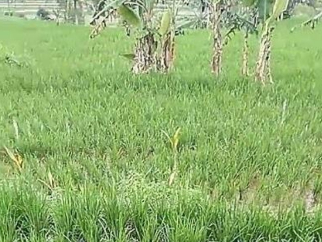 Hama Wereng Serang Hektaran Padi Warga Desa Nogosari Jember
