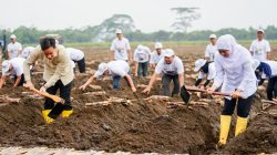 Kunker ke Banyuwangi, Wapres Gibran dan Khofifah Tanam dan Panen Tebu