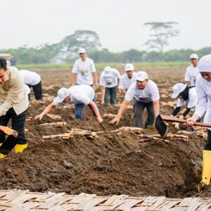 Kunker ke Banyuwangi, Wapres Gibran dan Khofifah Tanam dan Panen Tebu