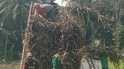 Kemarau Basah Tebang Giling Tebu Kebun HGU Spada Nogosari Jember Berjalan Lancar