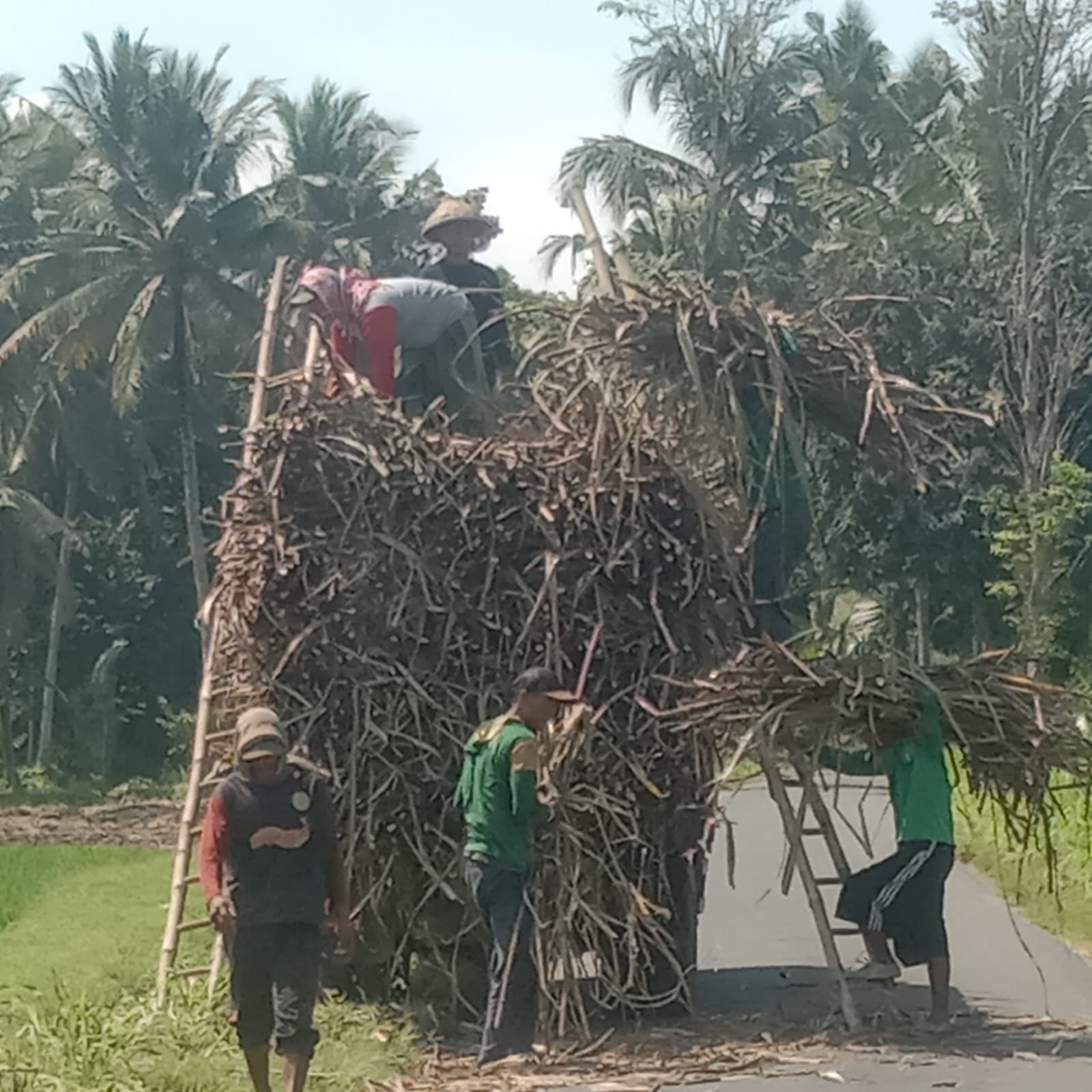 Kemarau Basah Tebang Giling Tebu Kebun HGU Spada Nogosari Jember Berjalan Lancar