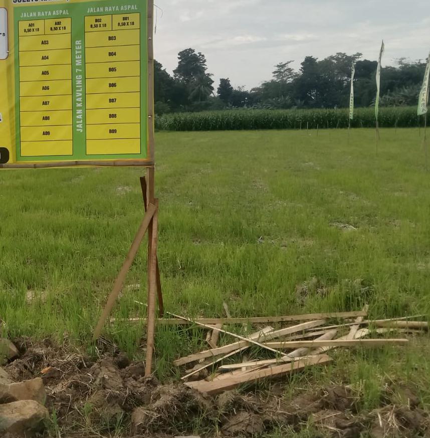 Alih Fungsi Lahan Balung Jember, di Duga Tabrak Undang Undang Perlindungan Lahan Pertanian Pangan Berkelanjutan