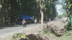 Pelebaran Jalan Provinsi di Jember, Puluhan Warung Rakyat di Bongkar, Arogansi Tanpa Solusi