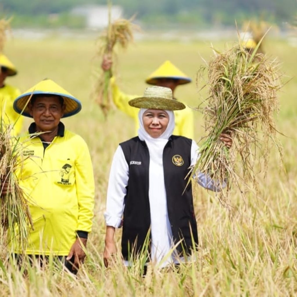 Periode Januari-Juni 2025, Produksi Padi Jatim Nyaris Capai 9 Juta Ton GKP