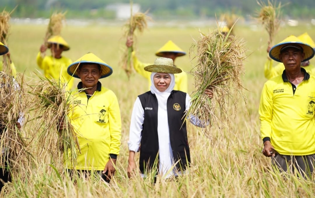 Periode Januari-Juni 2025, Produksi Padi Jatim Nyaris Capai 9 Juta Ton GKP