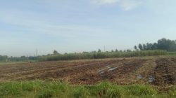 Petani Tebu Jember Berkeluh Ongkos Tebang Giling Mahal di Musim Kemarau Basah