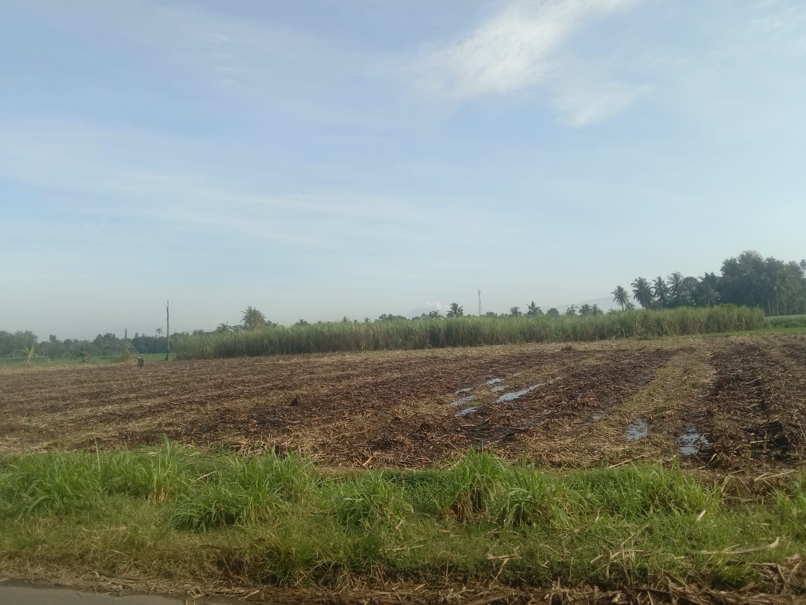Petani Tebu Jember Berkeluh Ongkos Tebang Giling Mahal di Musim Kemarau Basah
