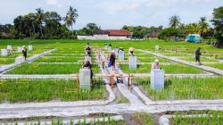 Banyuwangi Kembangkan Ekosistem Industrialisasi Beras Biofortifikasi “Sunwangi”