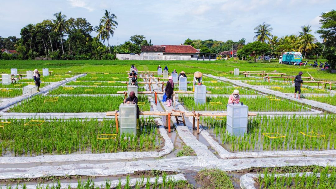 Banyuwangi Kembangkan Ekosistem Industrialisasi Beras Biofortifikasi “Sunwangi”