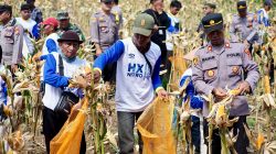 Dukung Swasembada Pangan, Banyuwangi Panen Raya Jagung Kuartal II