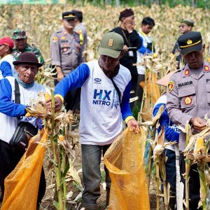 Dukung Swasembada Pangan, Banyuwangi Panen Raya Jagung Kuartal II