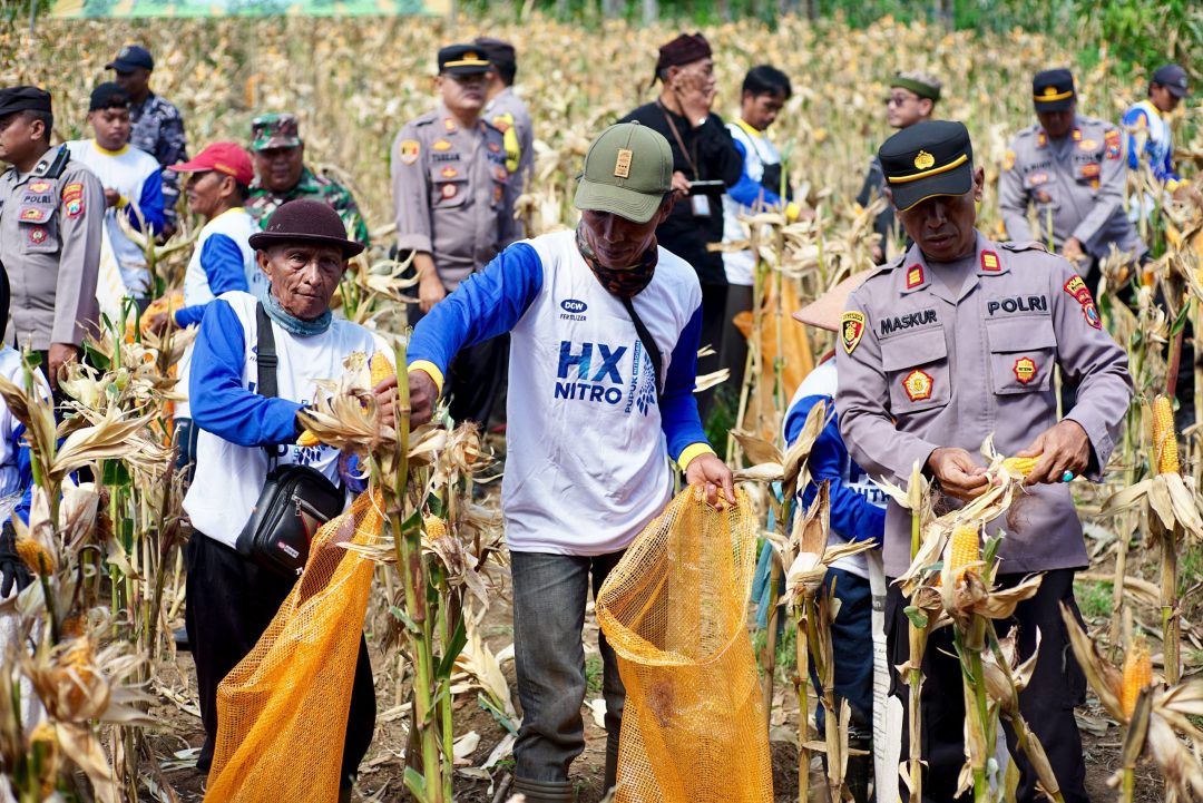 Dukung Swasembada Pangan, Banyuwangi Panen Raya Jagung Kuartal II