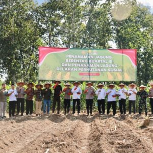 Penanaman Jagung Serentak Kuartal III di Jember, Dorong Pemanfaatan Lahan Perhutanan Sosial